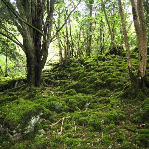 Himalayan Moss