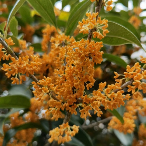 Golden Osmanthus