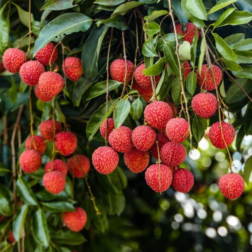 Lychee Tea